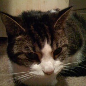 Meet your Posher, Reagan